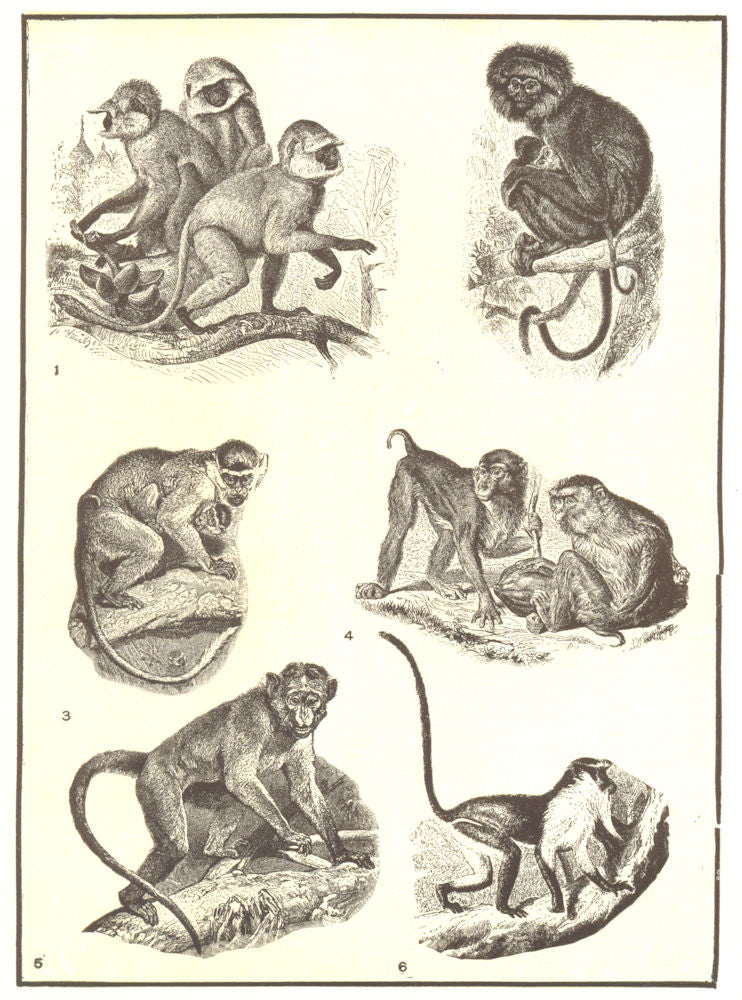 PRIMATES. Hanuman monkey; Negro; Green; Pig-tailed; Bonnet macaque; Diana 1907